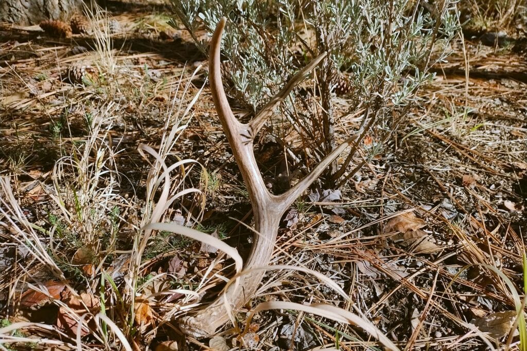 Mule deer antler in a natural pine forest garden.