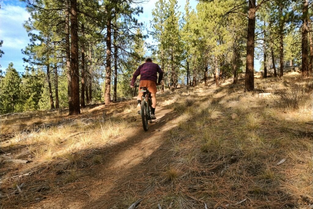 Man riding a bike away from camera in a pine forest