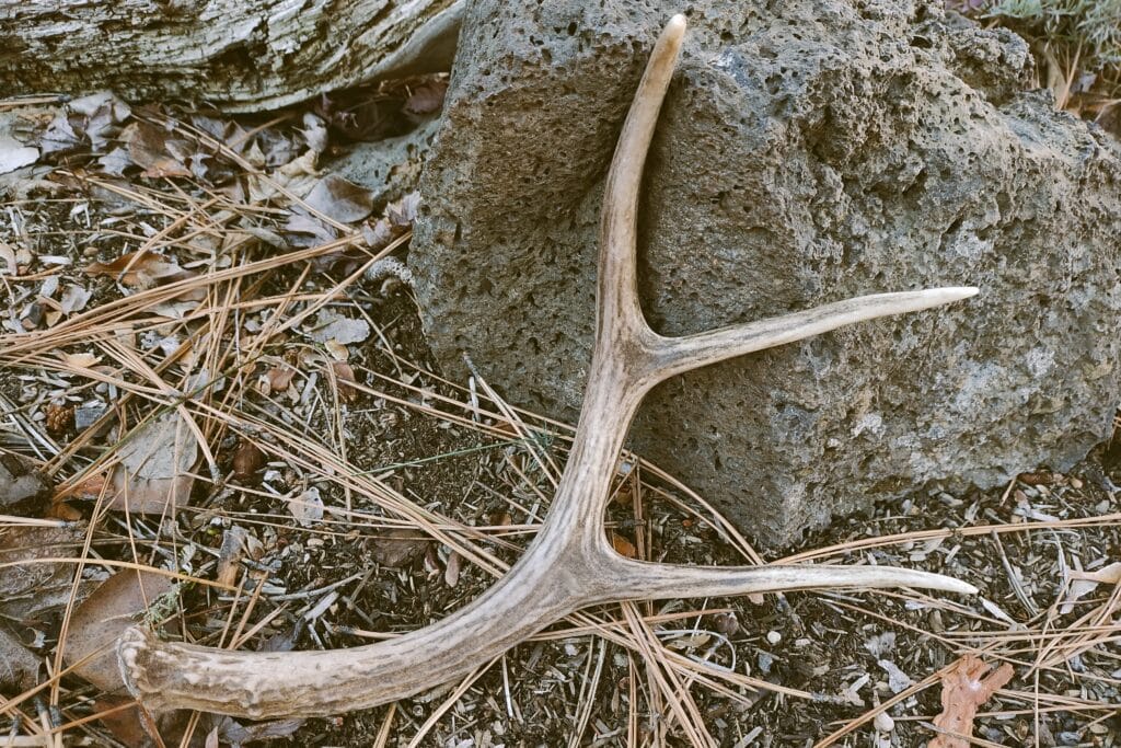 A mule deer antler laying on the ground against a rock surrounded by pine needles.