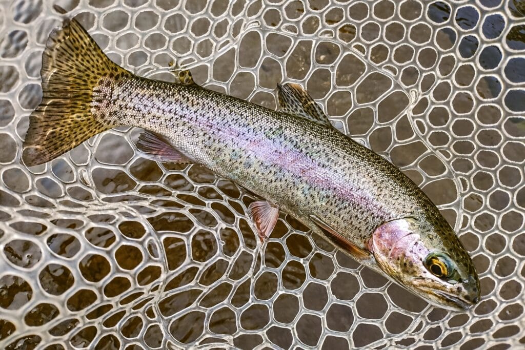 Rainbow trout in a net.