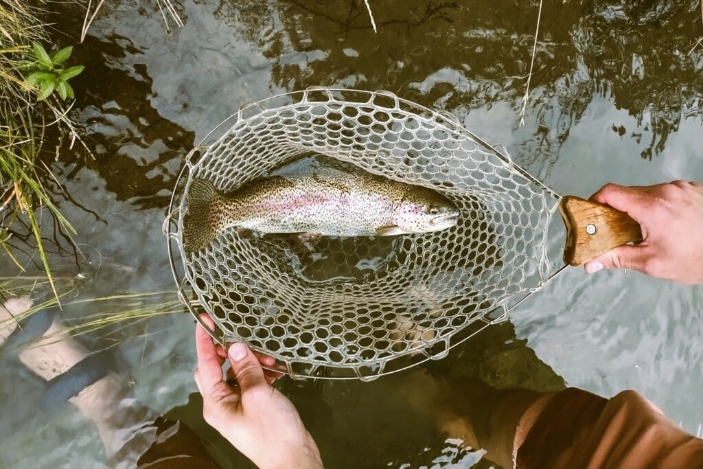 A rainbow trout in a Handy Pak Net.