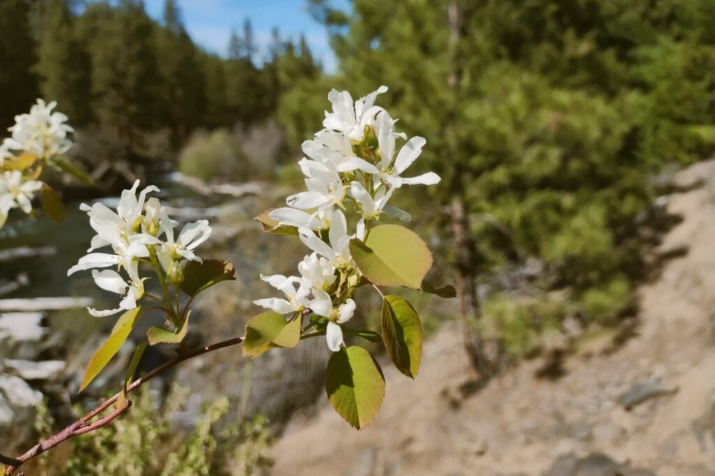 White flowers on a riverbank.