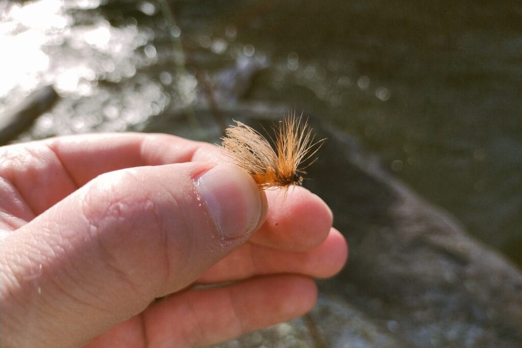 An orange October caddis fly fishing fly held between fingers.