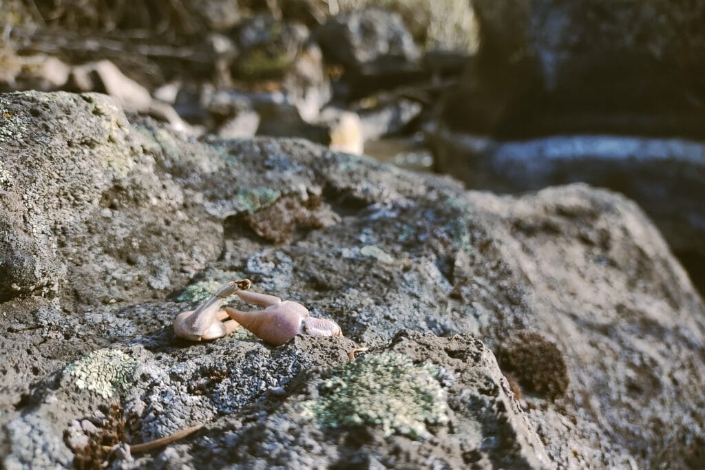 Crawdad claws on river rocks.