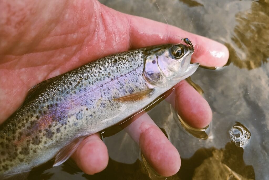A rainbow trout in the palm of a hand.
