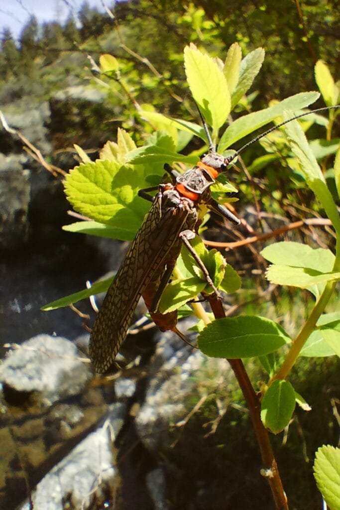 A closeup view of a salmonfly climbing a plant near a river.