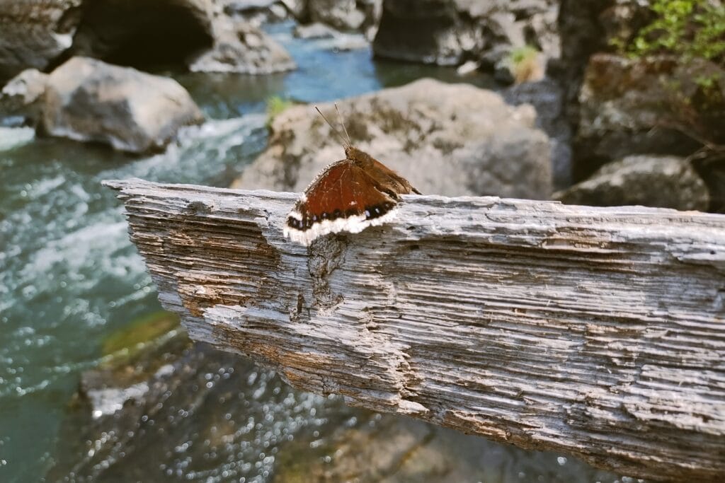 A brownish red moth on a log next to a river.