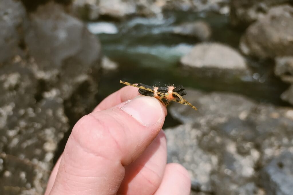 A fly fishing fly that resembles a salmonfly.
