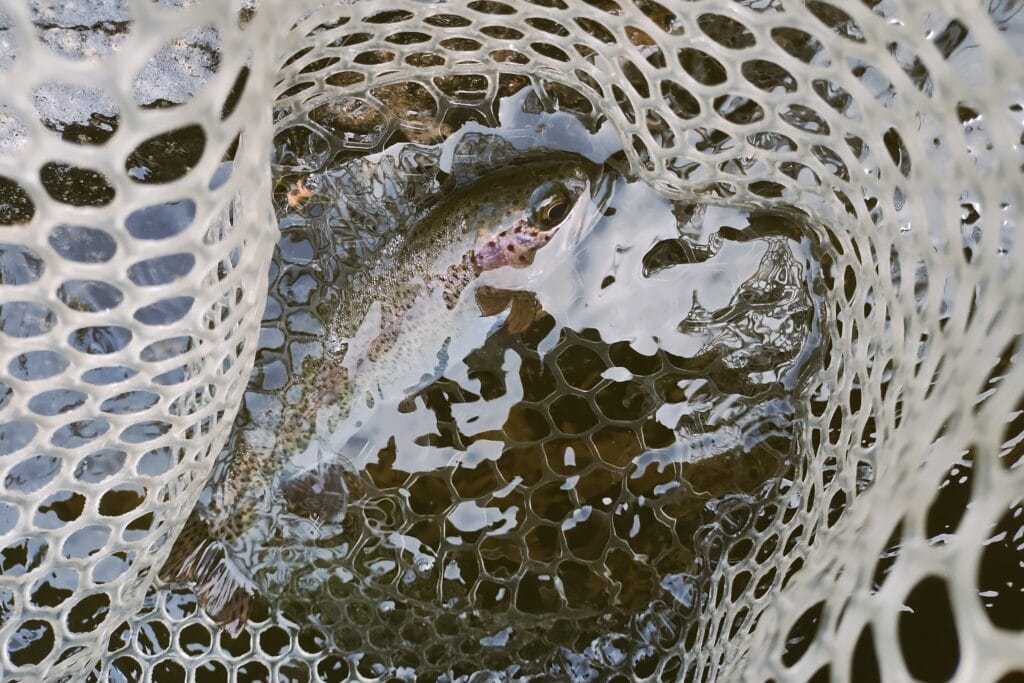 A rainbow trout in a net with water around most of its body.