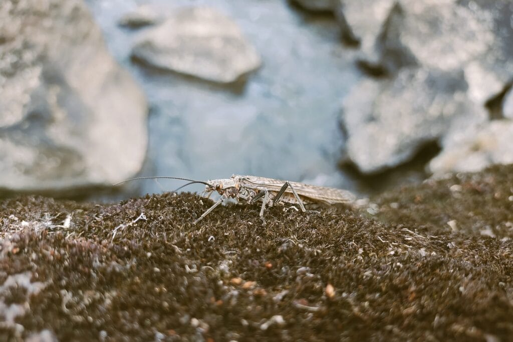 A salmonfly walking on a rock in the middle of the Deschutes river.