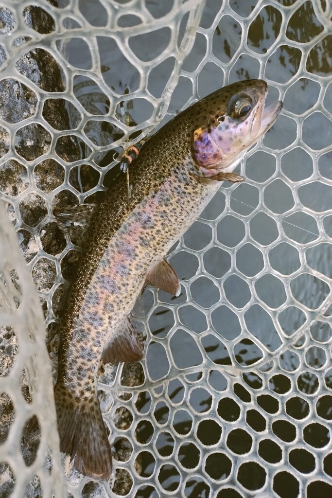 A golden-hued rainbow trout in a net.