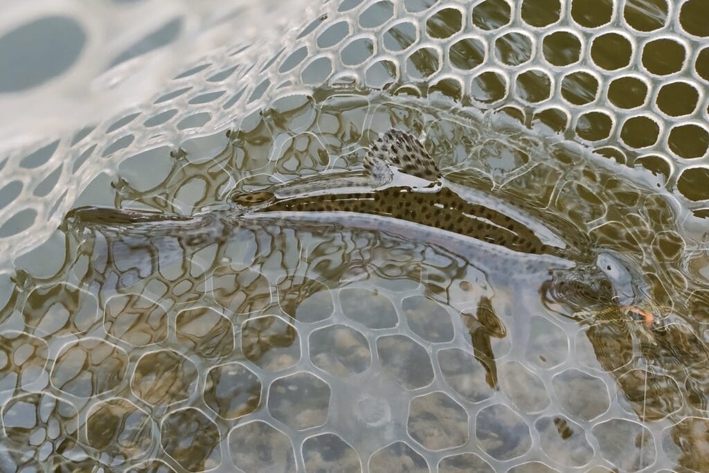 A rainbow trout with a fly fishing fly in its mouth in a net.