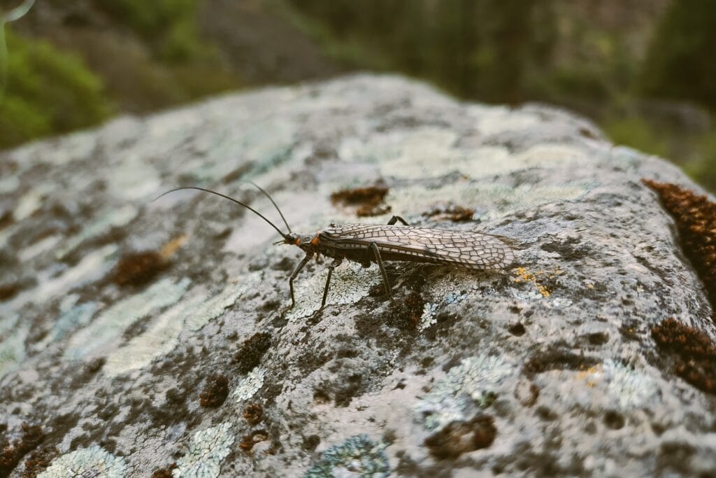 A salmonfly walking across a mossy boulder in the Deschutes river.